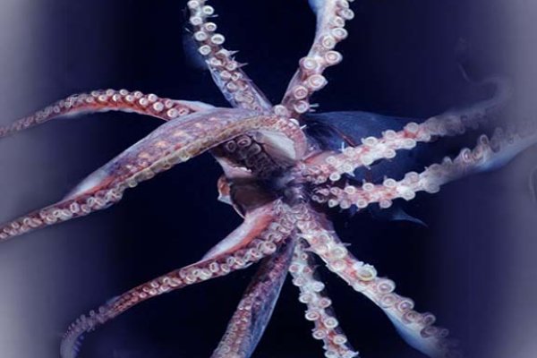 Кракен сайт 1kraken me официальный